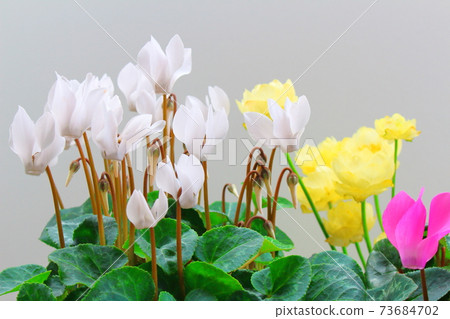Beautiful cyclamen and trolius part 2101: Shikishi woven by flowers and plants part 2101 Beautiful cyclamen and trolius part 2101: Shikishi woven by flowers and plants part 2101 73684702