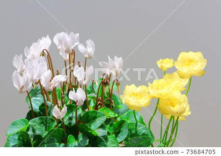 Beautiful cyclamen and trolius part 2101: Shikishi woven by flowers and plants part 2101 Beautiful cyclamen and trolius part 2101: Shikishi woven by flowers and plants part 2101 73684705