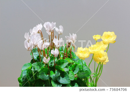 Beautiful cyclamen and trolius part 2101: Shikishi woven by flowers and plants part 2101 Beautiful cyclamen and trolius part 2101: Shikishi woven by flowers and plants part 2101 73684706