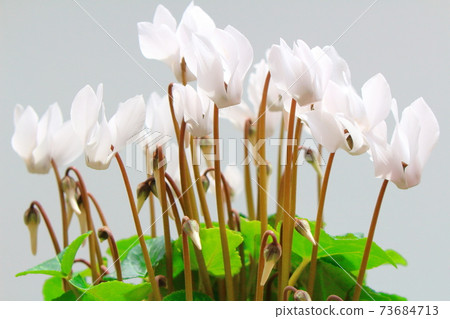 Beautiful cyclamen and trolius part 2101: Shikishi woven by flowers and plants part 2101 Beautiful cyclamen and trolius part 2101: Shikishi woven by flowers and plants part 2101 73684713