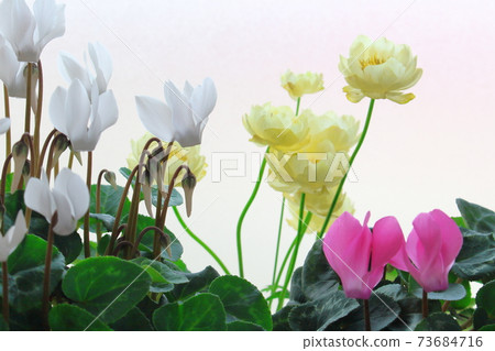 Beautiful cyclamen and trolius part 2101: Shikishi woven by flowers and plants part 2101 Beautiful cyclamen and trolius part 2101: Shikishi woven by flowers and plants part 2101 73684716