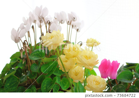 Beautiful cyclamen and trolius part 2101: Shikishi woven by flowers and plants part 2101 Beautiful cyclamen and trolius part 2101: Shikishi woven by flowers and plants part 2101 73684722
