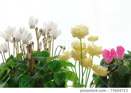 Beautiful cyclamen and trolius part 2101: Shikishi woven by flowers and plants part 2101 Beautiful cyclamen and trolius part 2101: Shikishi woven by flowers and plants part 2101 73684723