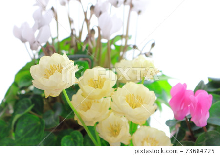 Beautiful cyclamen and trolius part 2101: Shikishi woven by flowers and plants part 2101 Beautiful cyclamen and trolius part 2101: Shikishi woven by flowers and plants part 2101 73684725