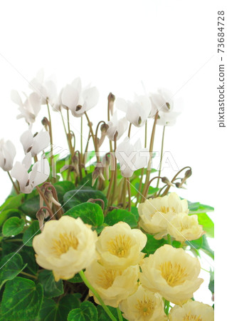 Beautiful cyclamen and trolius part 2101: Shikishi woven by flowers and plants part 2101 Beautiful cyclamen and trolius part 2101: Shikishi woven by flowers and plants part 2101 73684728