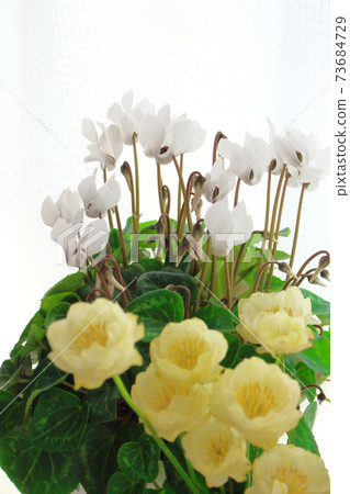 Beautiful cyclamen and trolius part 2101: Shikishi woven by flowers and plants part 2101 Beautiful cyclamen and trolius part 2101: Shikishi woven by flowers and plants part 2101 73684729