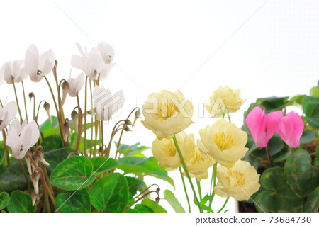 Beautiful cyclamen and trolius part 2101: Shikishi woven by flowers and plants part 2101 Beautiful cyclamen and trolius part 2101: Shikishi woven by flowers and plants part 2101 73684730