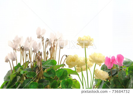Beautiful cyclamen and trolius part 2101: Shikishi woven by flowers and plants part 2101 Beautiful cyclamen and trolius part 2101: Shikishi woven by flowers and plants part 2101 73684732