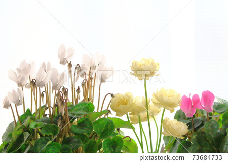 Beautiful cyclamen and trolius part 2101: Shikishi woven by flowers and plants part 2101 Beautiful cyclamen and trolius part 2101: Shikishi woven by flowers and plants part 2101 73684733