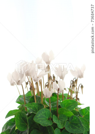 Beautiful cyclamen and trolius part 2101: Shikishi woven by flowers and plants part 2101 Beautiful cyclamen and trolius part 2101: Shikishi woven by flowers and plants part 2101 73684737
