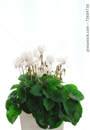 Beautiful cyclamen and trolius part 2101: Shikishi woven by flowers and plants part 2101 Beautiful cyclamen and trolius part 2101: Shikishi woven by flowers and plants part 2101 73684738