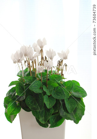 Beautiful cyclamen and trolius part 2101: Shikishi woven by flowers and plants part 2101 Beautiful cyclamen and trolius part 2101: Shikishi woven by flowers and plants part 2101 73684739
