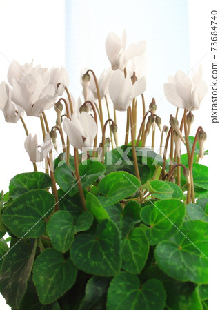 Beautiful cyclamen and trolius part 2101: Shikishi woven by flowers and plants part 2101 Beautiful cyclamen and trolius part 2101: Shikishi woven by flowers and plants part 2101 73684740