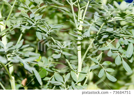 Leaves of the medicinal plant Ruta graveolens with unfocused background Leaves of the medicinal plant Ruta graveolens with unfocused background 73684751