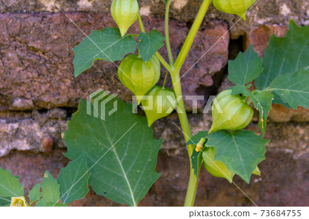 Cardiospermum halicacabum plant Chinese lantern creeper with bricks background 73684755