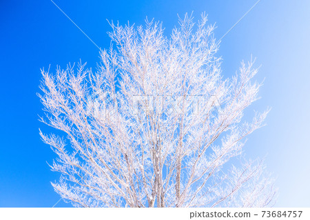霜，冬天的形象 73684757