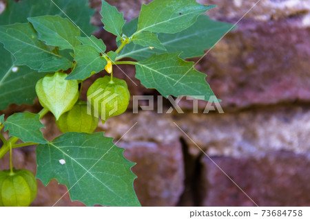 Cardiospermum halicacabum plant Chinese lantern creeper with bricks background 73684758