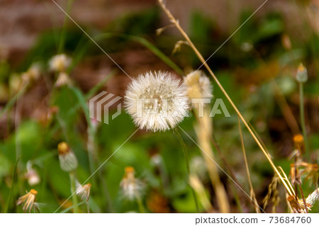 dandelion grass with rustic bricks background dandelion grass with rustic bricks background 73684760