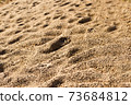 background with texture of sand and dune in the summer 73684812