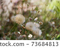 dandelion herbs with defocused background in spring 73684813