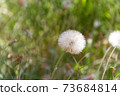 dandelion herbs with defocused background in spring 73684814