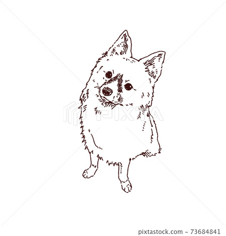 博美犬和巴比龍狗 博美犬和巴比龍狗 73684841