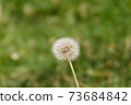 dandelion herbs with defocused background in spring 73684842