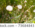dandelion herbs with defocused background in spring 73684843