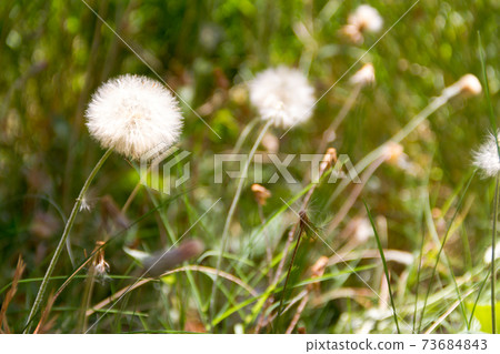 dandelion herbs with defocused background in spring dandelion herbs with defocused background in spring 73684843
