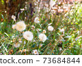 dandelion herbs with defocused background in spring 73684844