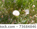 dandelion herbs with defocused background in spring 73684846