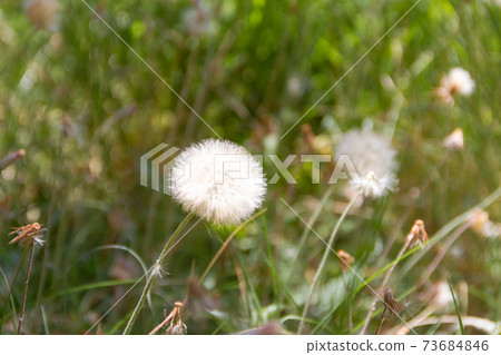 dandelion herbs with defocused background in spring dandelion herbs with defocused background in spring 73684846