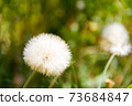 dandelion herbs with defocused background in spring 73684847