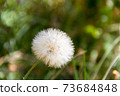 dandelion herbs with defocused background in spring 73684848
