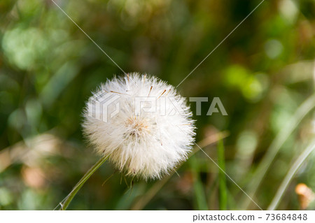 dandelion herbs with defocused background in spring dandelion herbs with defocused background in spring 73684848
