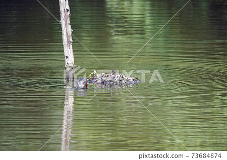 Little Grebe chicks Little Grebe chicks 73684874