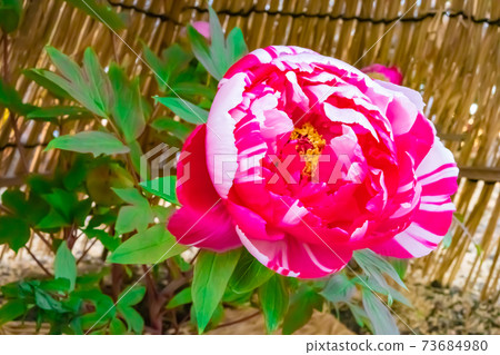 Winter peony image Winter peony image 73684980