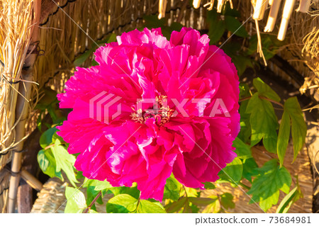 Winter peony image Winter peony image 73684981
