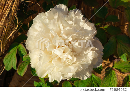 Winter peony image Winter peony image 73684982