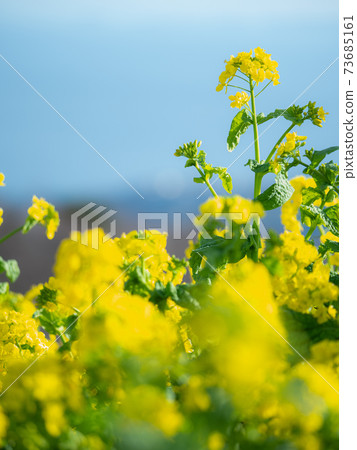 油菜田和藍藍的天空 油菜田和藍藍的天空 73685161