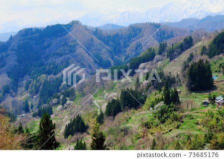 Beautiful cherry blossoms part 2101: Shikishi woven by flowers and plants part 2101 73685176