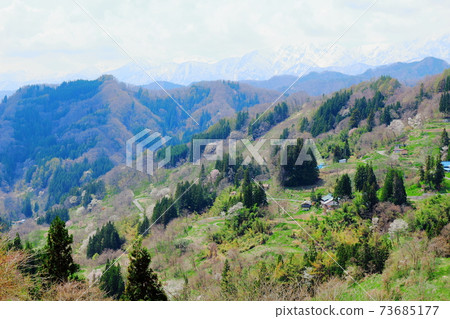 Beautiful cherry blossoms part 2101: Shikishi woven by flowers and plants part 2101 73685177