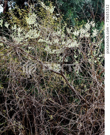 Beautiful flowers and young leaves, part 2101: Shikishi, which weaves flowers and plants, part 2101 Beautiful flowers and young leaves, part 2101: Shikishi, which weaves flowers and plants, part 2101 73685332