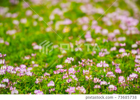 Cute pink astragalus 73685738