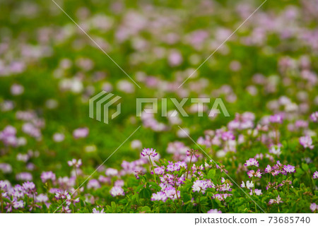 Cute pink astragalus 73685740