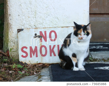 Sign plate and cat Sign plate and cat 73685866