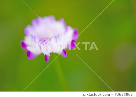 Cute pink astragalus Cute pink astragalus 73685962