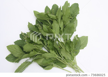 Gapao (Holy Basil) Gapao (Holy Basil) 73686025