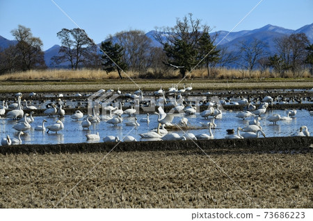 天鵝和鴨子湧向稻葉湖岸邊的稻田 73686223