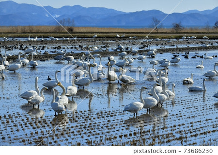 Swans and ducks flock to the rice fields on the shores of Lake Inawashiro 73686230
